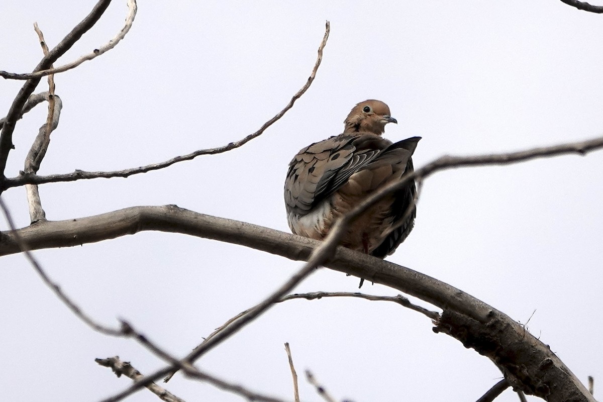 Tourterelle triste - ML646314538