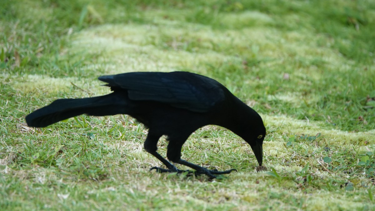 Quiscale merle - ML646314539