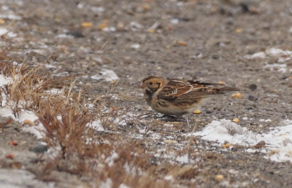 Lapland Longspur - ML646314541
