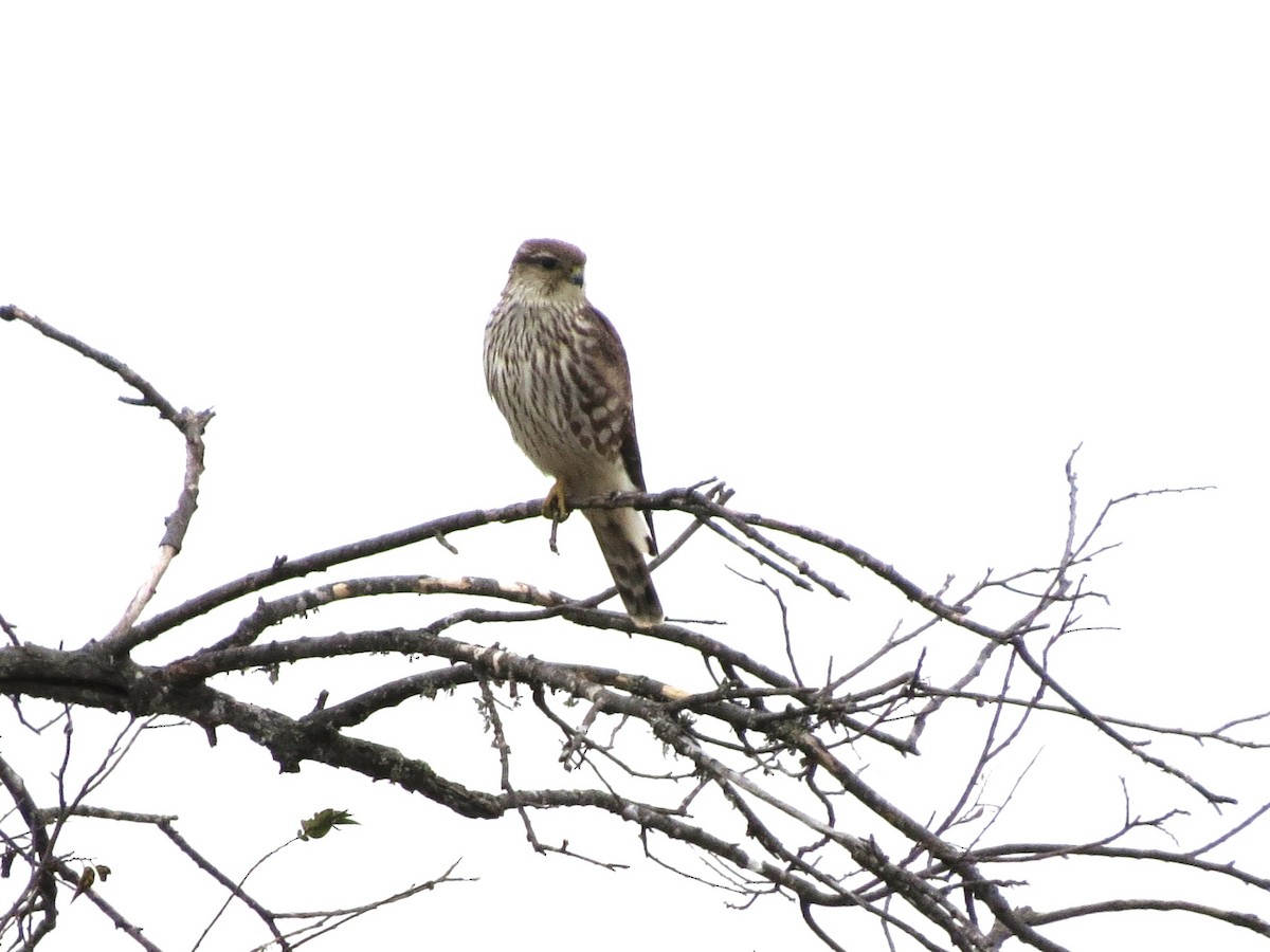 Smeriglio - ML646314544