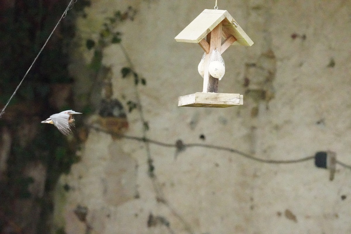 Garrapo eurasiarra - ML646314546