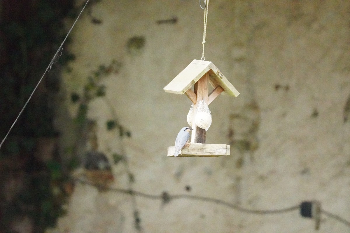 Garrapo eurasiarra - ML646314547