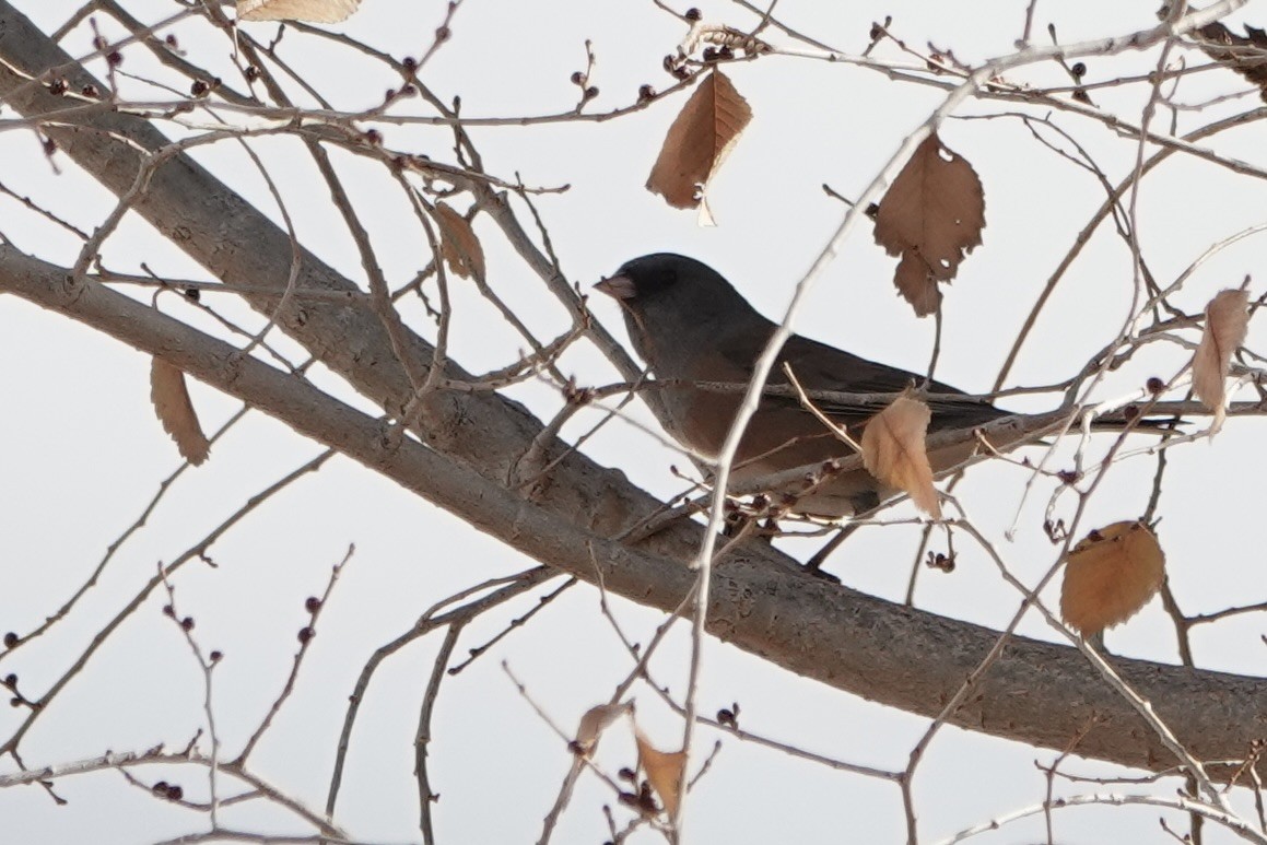 Dark-eyed Junco - ML646314548