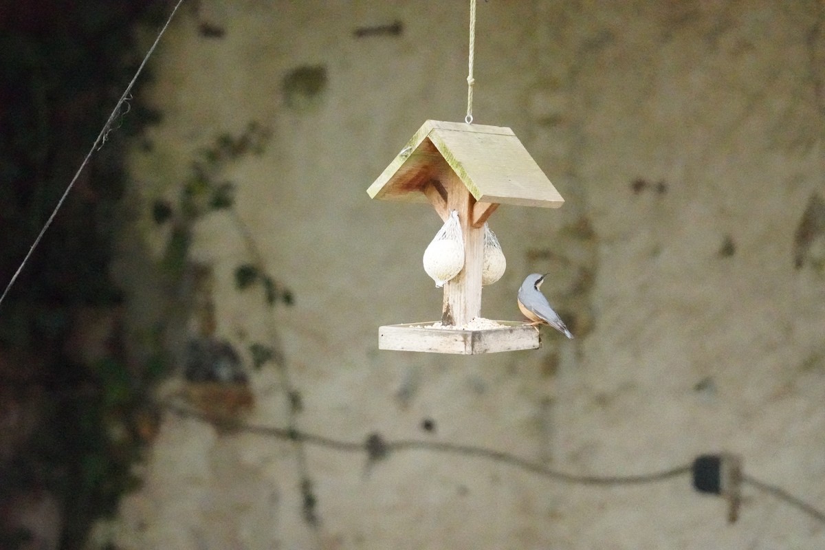 Garrapo eurasiarra - ML646314549