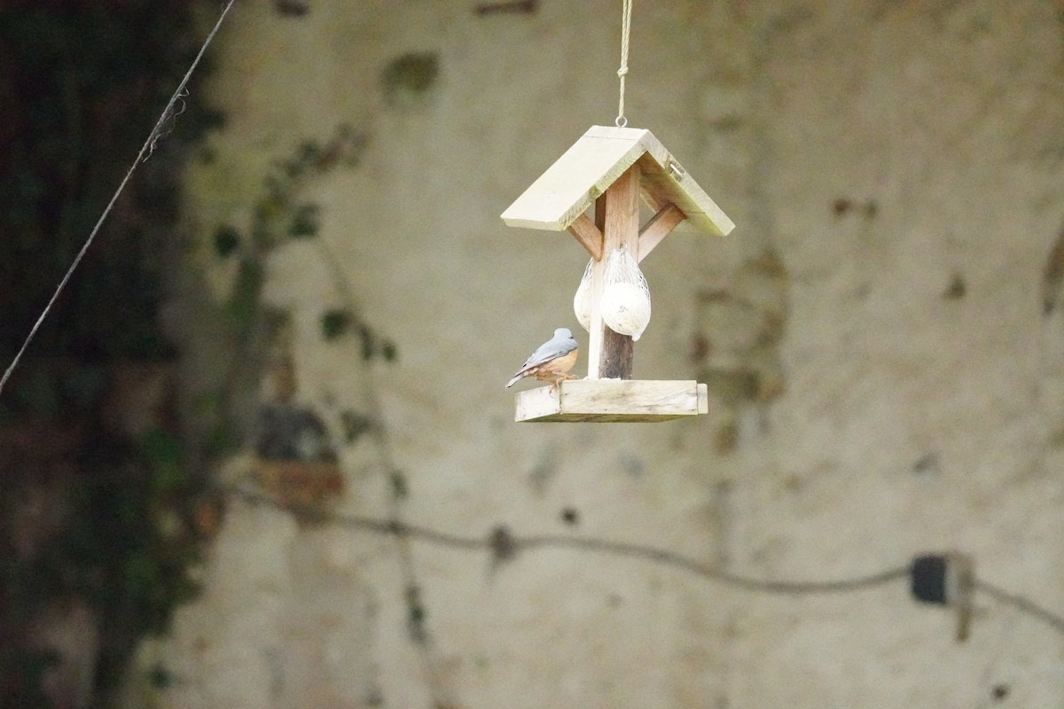 Garrapo eurasiarra - ML646314550