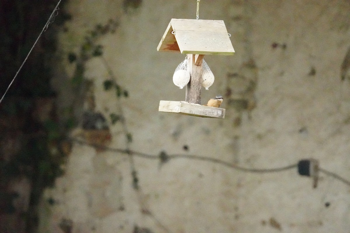 Garrapo eurasiarra - ML646314551