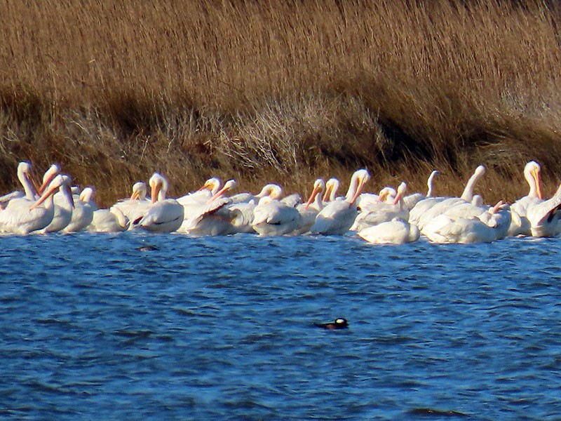 American White Pelican - ML646314552