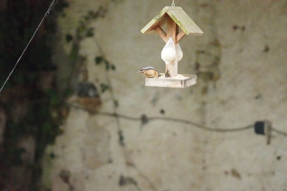 Garrapo eurasiarra - ML646314553