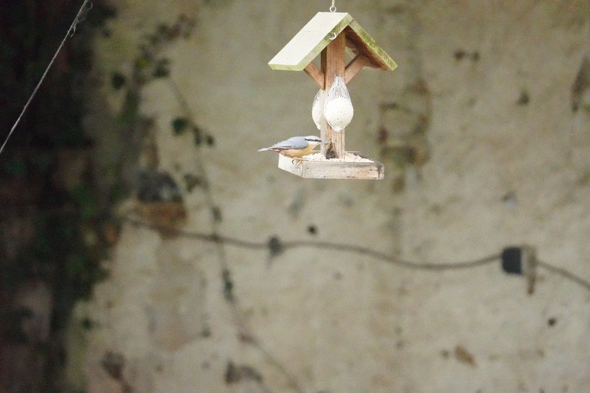 Garrapo eurasiarra - ML646314554