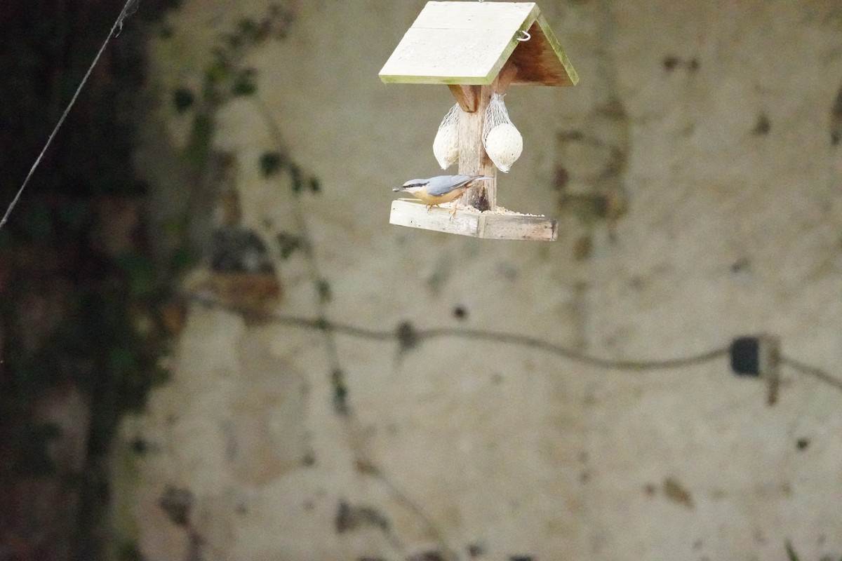 Garrapo eurasiarra - ML646314555