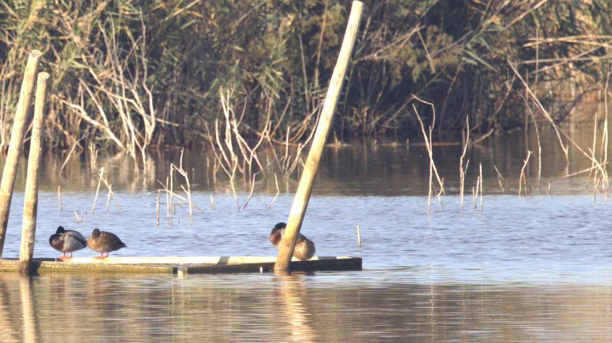 Зэрлэг нугас - ML646314557