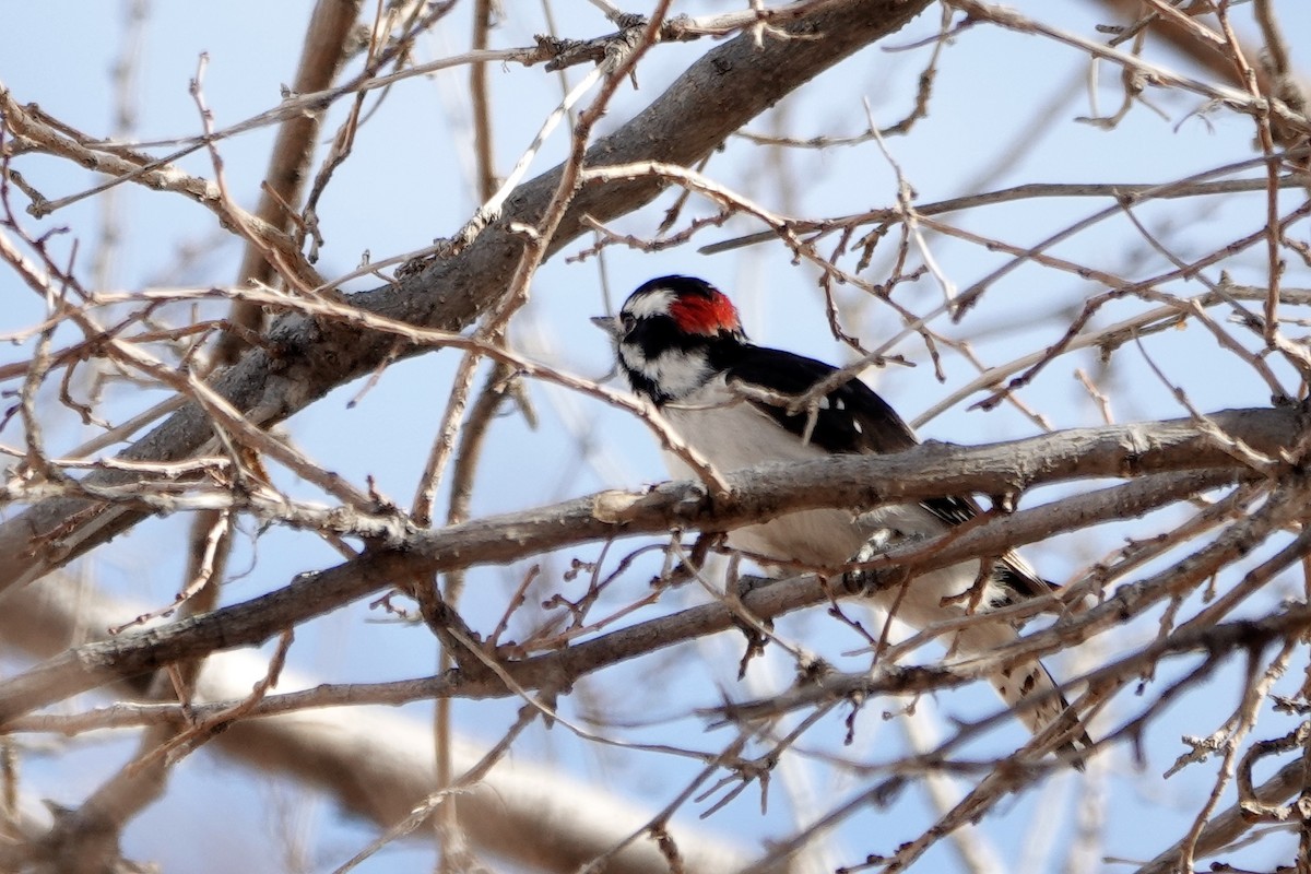 Downy Woodpecker - ML646314559