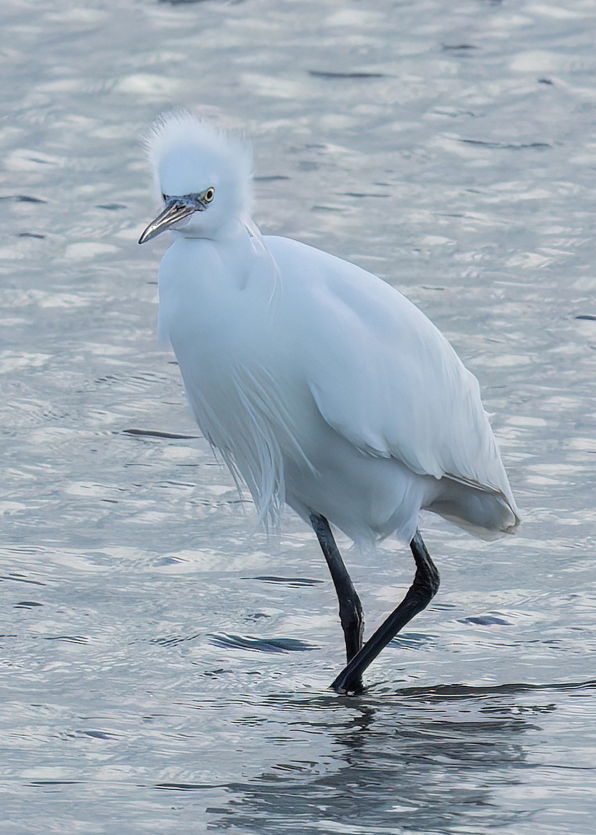 Little Egret - ML646314560