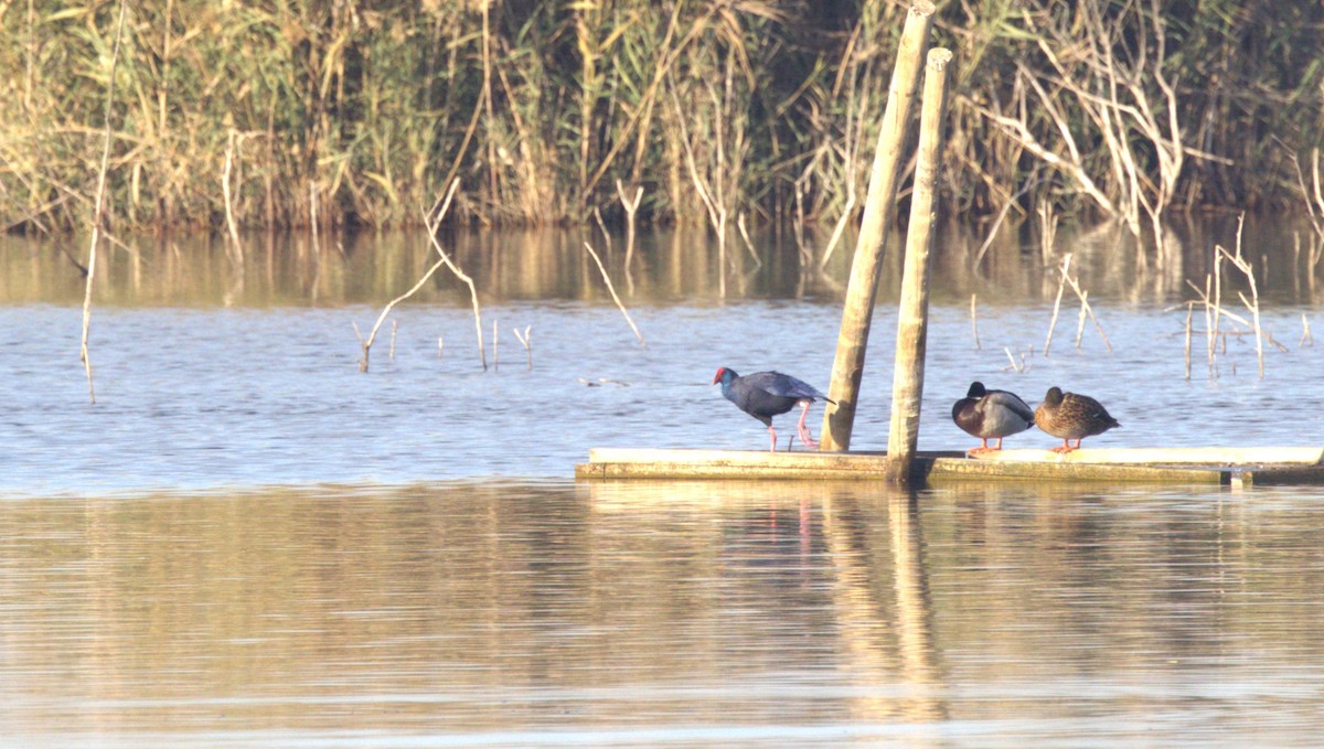Western Swamphen - ML646314566