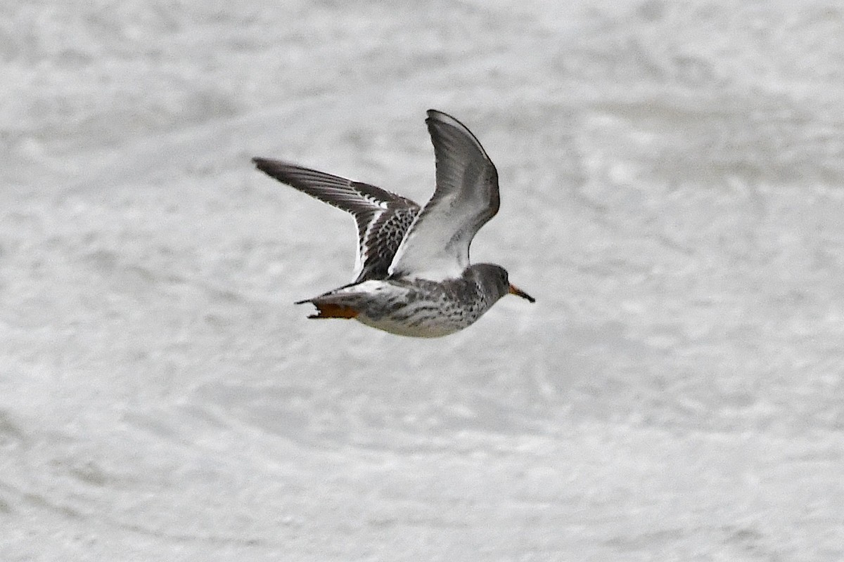 Purple Sandpiper - ML646314574