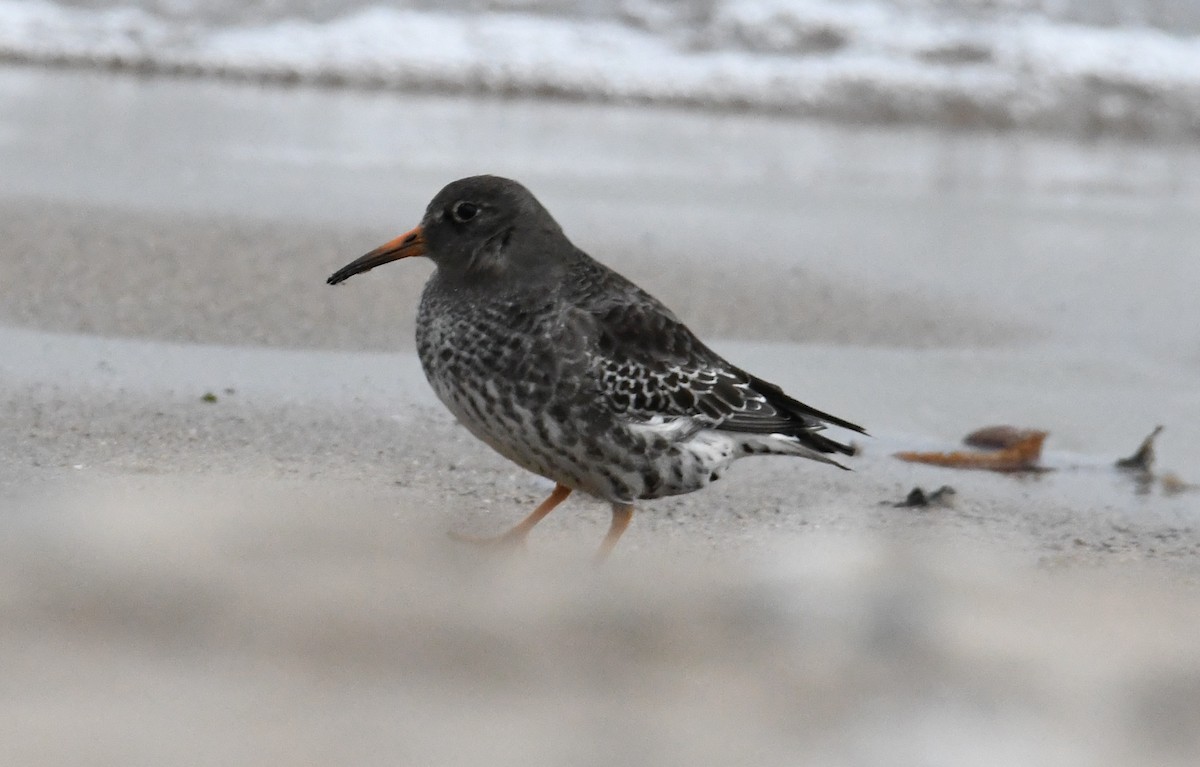 Purple Sandpiper - ML646314575