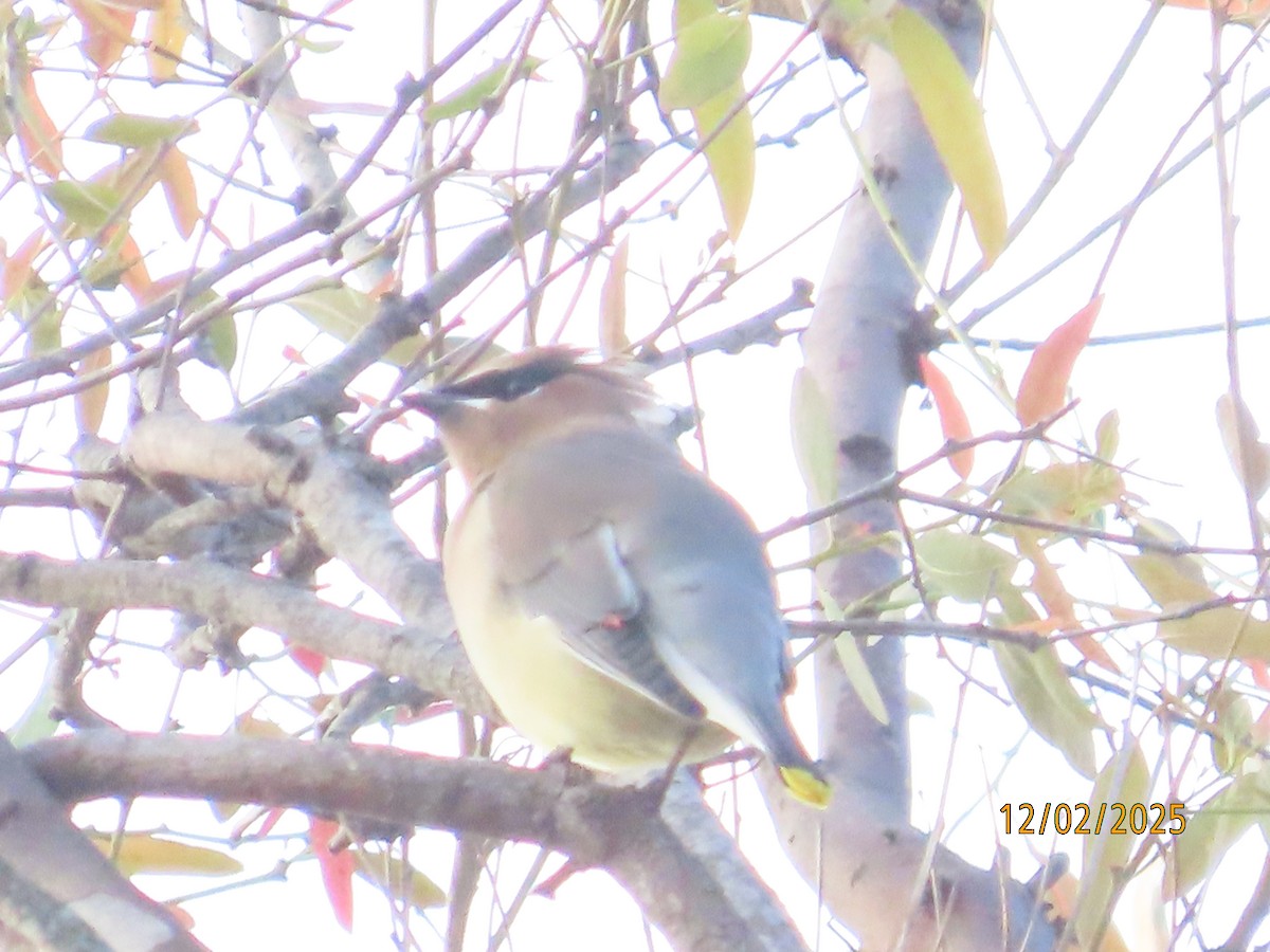 ヒメレンジャク - ML646314576