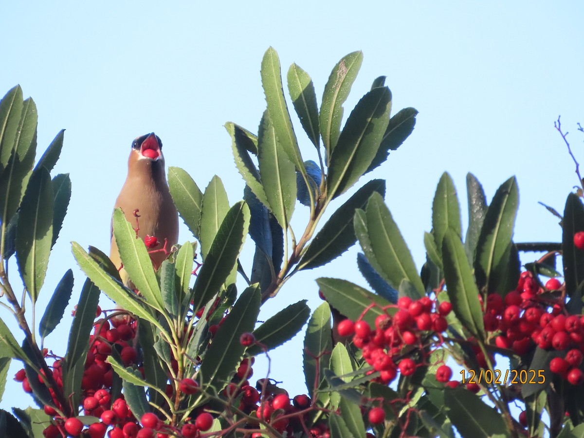 ヒメレンジャク - ML646314577