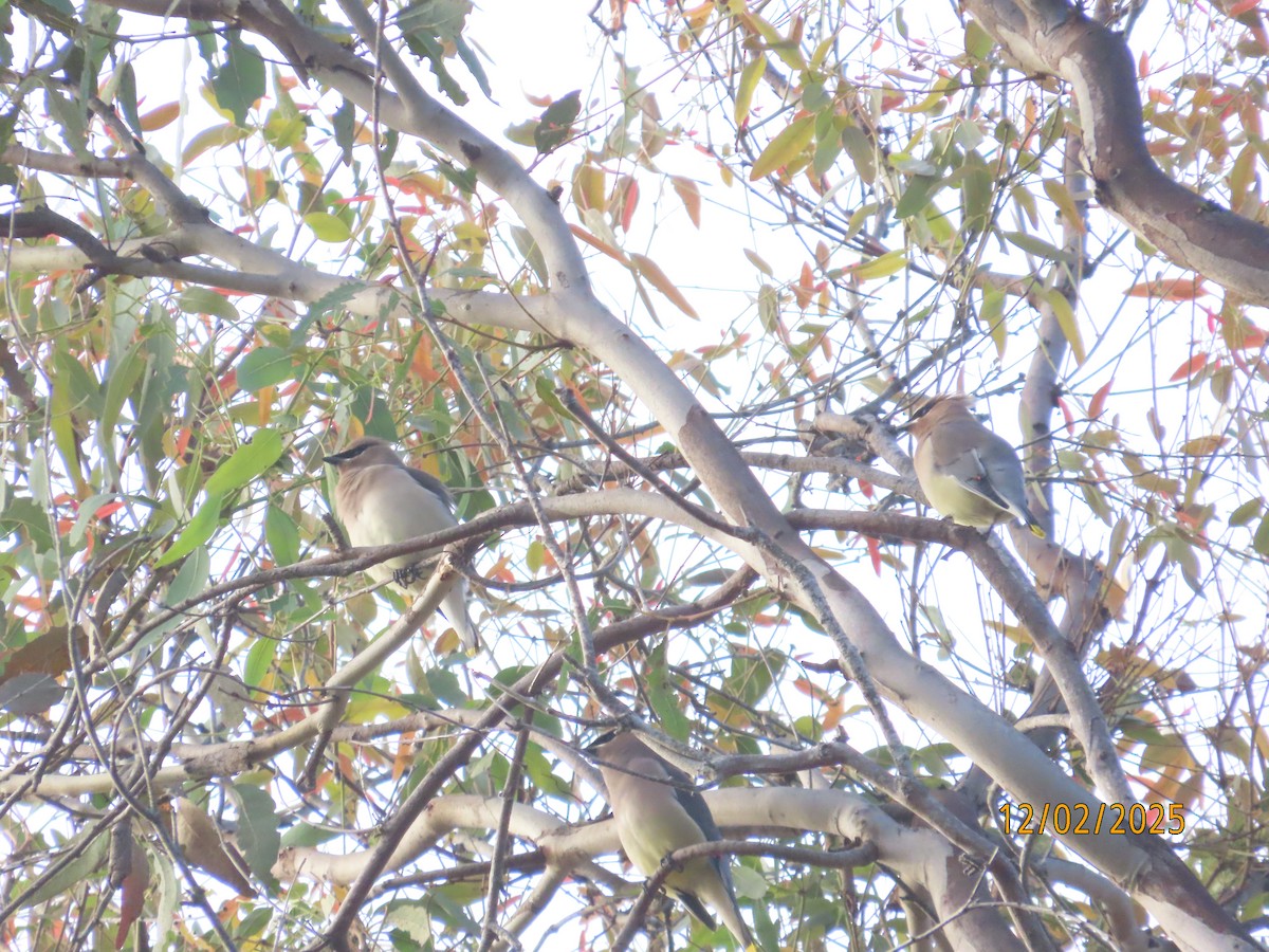 ヒメレンジャク - ML646314578