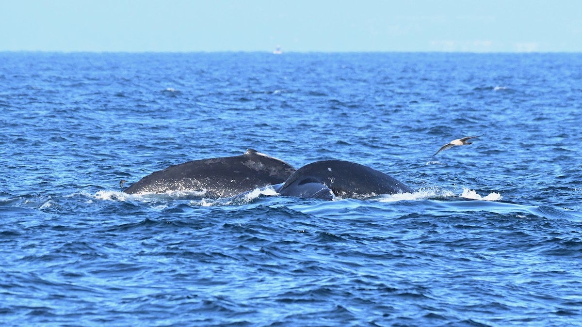 kambur balina - ML646314580