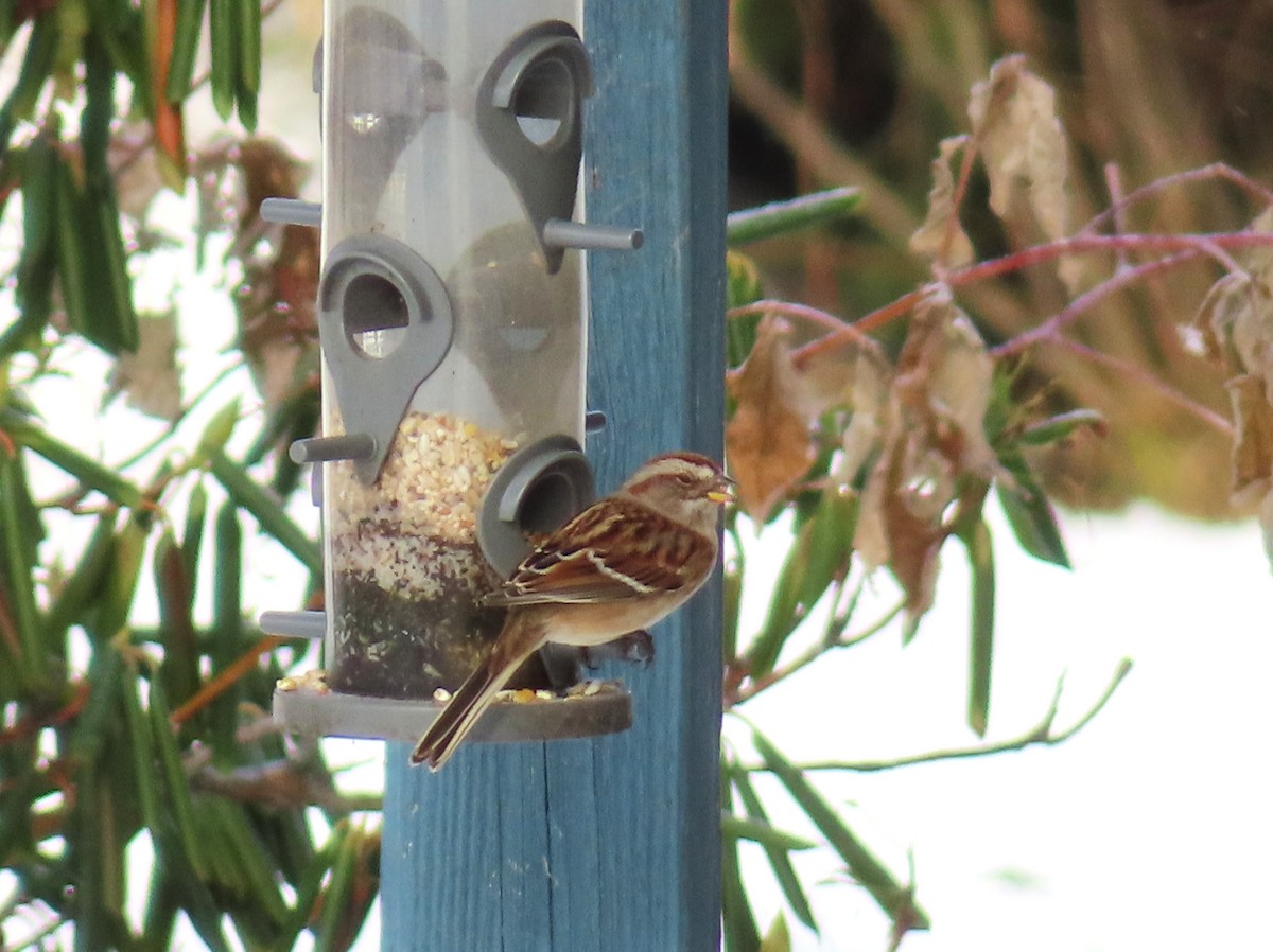 American Tree Sparrow - ML646314581