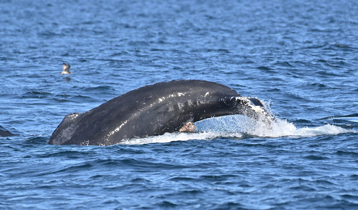 kambur balina - ML646314585