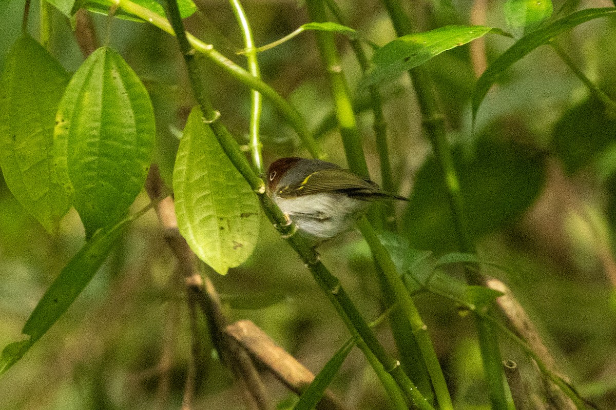 Зондская расписная пеночка (sumatrensis) - ML646314587