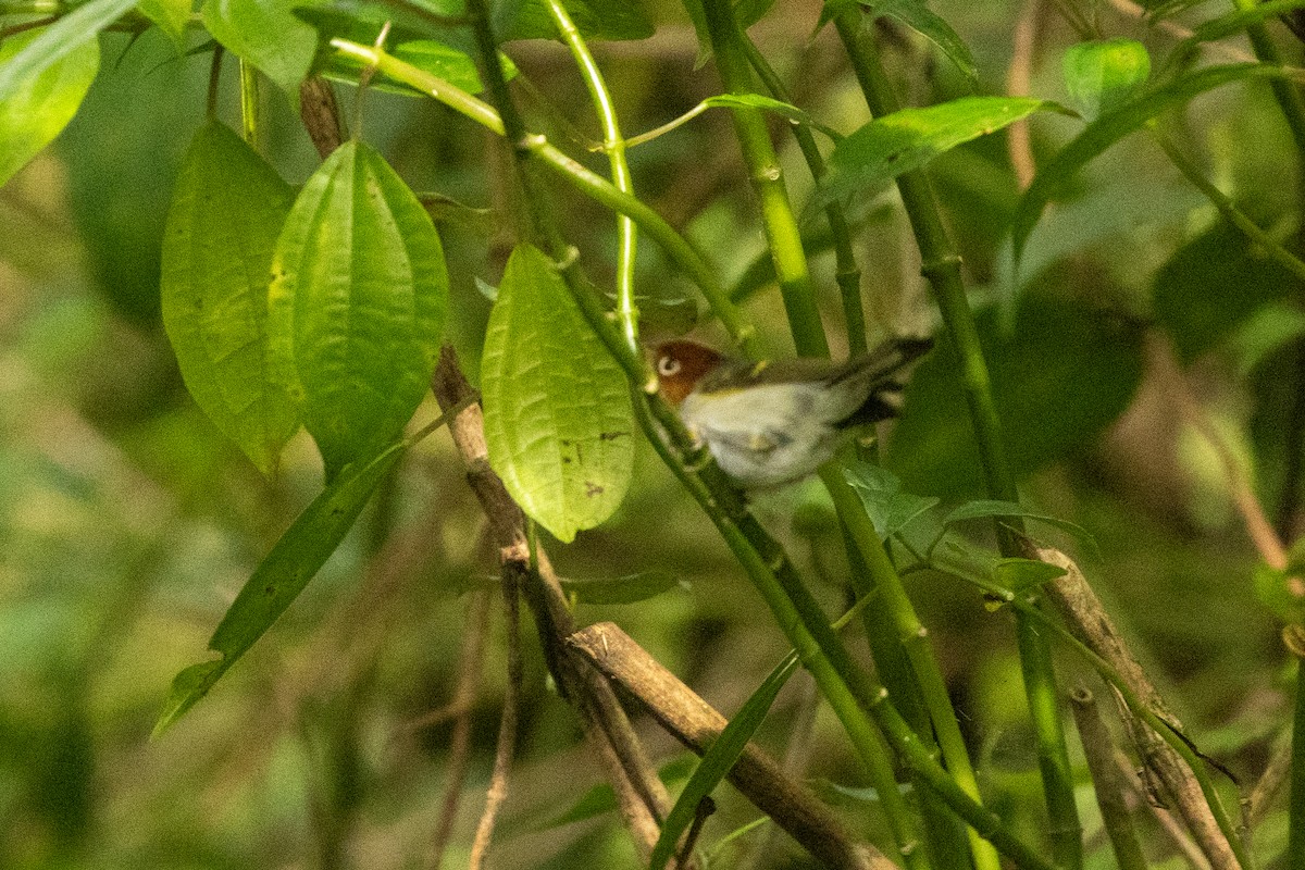 budníček bělobřichý (ssp. sumatrensis) - ML646314588