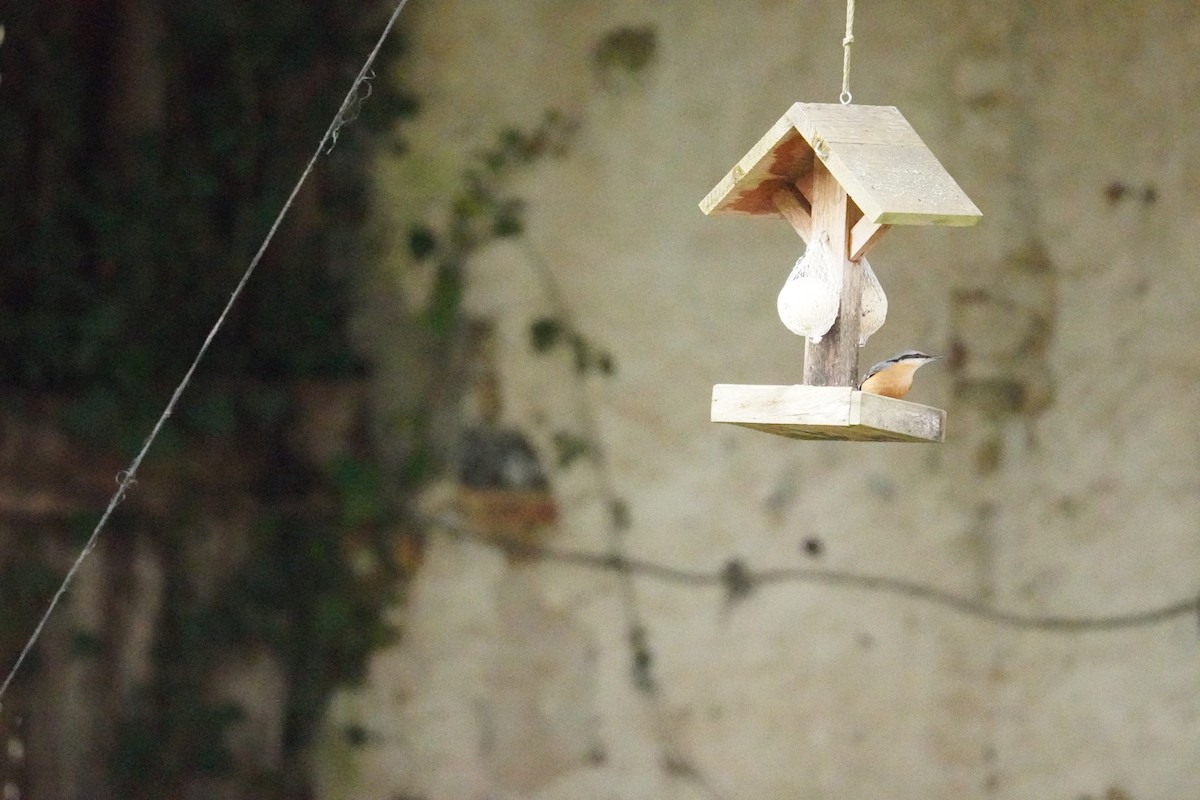 Garrapo eurasiarra - ML646314589