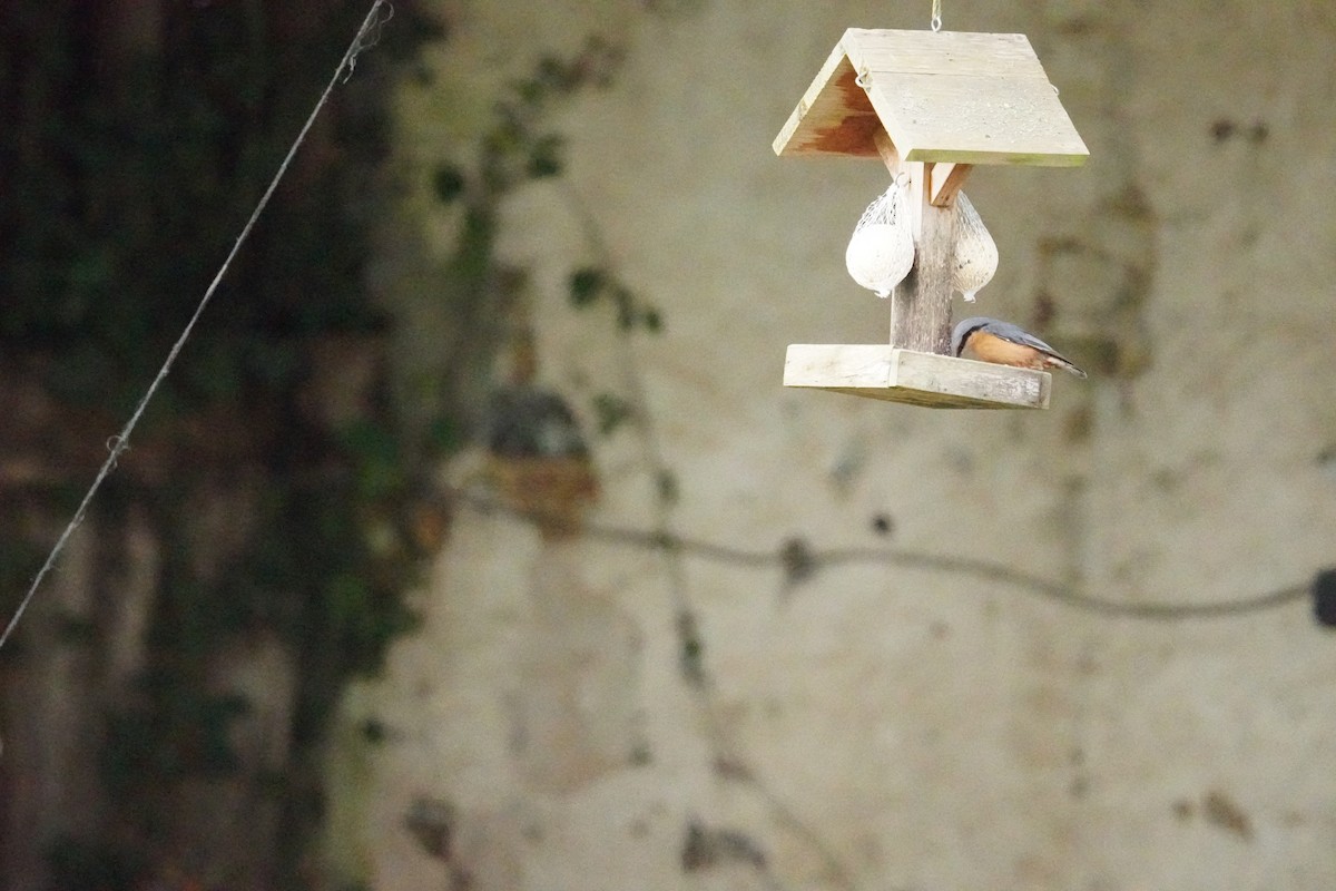 Garrapo eurasiarra - ML646314590