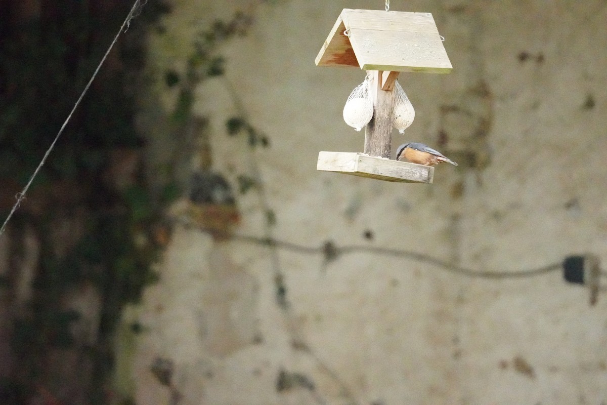 Garrapo eurasiarra - ML646314591