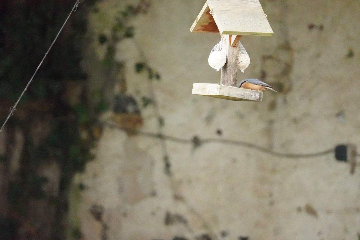 Garrapo eurasiarra - ML646314594