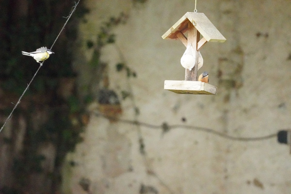 Garrapo eurasiarra - ML646314595