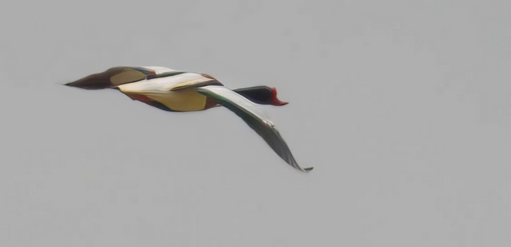 Common Shelduck - ML646314597