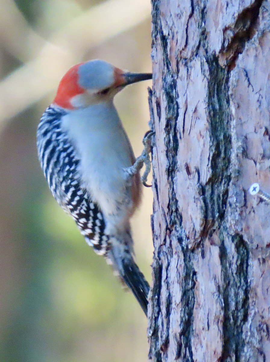 Red-bellied Woodpecker - ML646314598