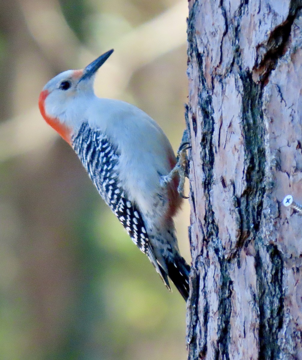 Red-bellied Woodpecker - ML646314599
