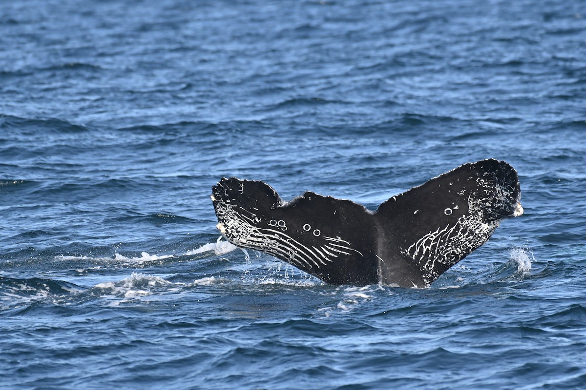 kambur balina - ML646314601