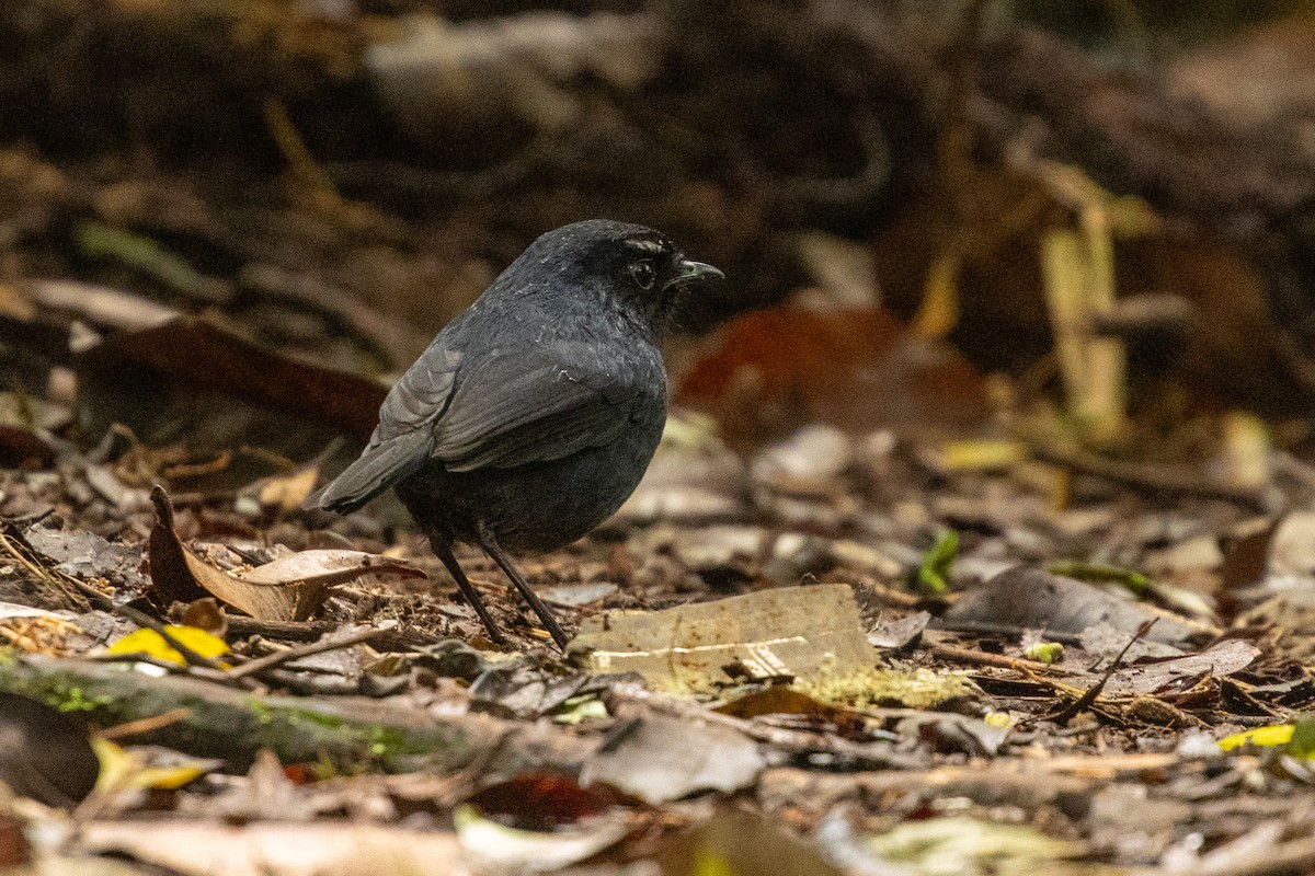 Sumatran Shortwing - ML646314602