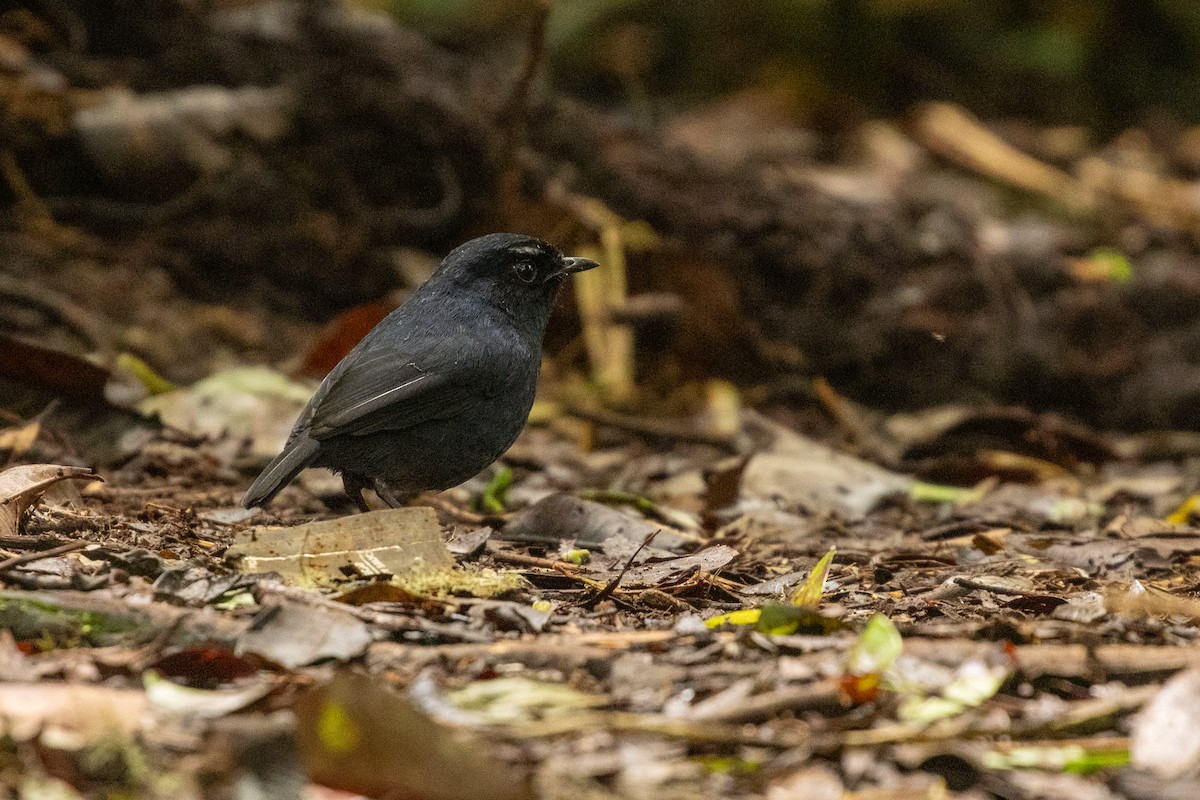 Sumatran Shortwing - ML646314603