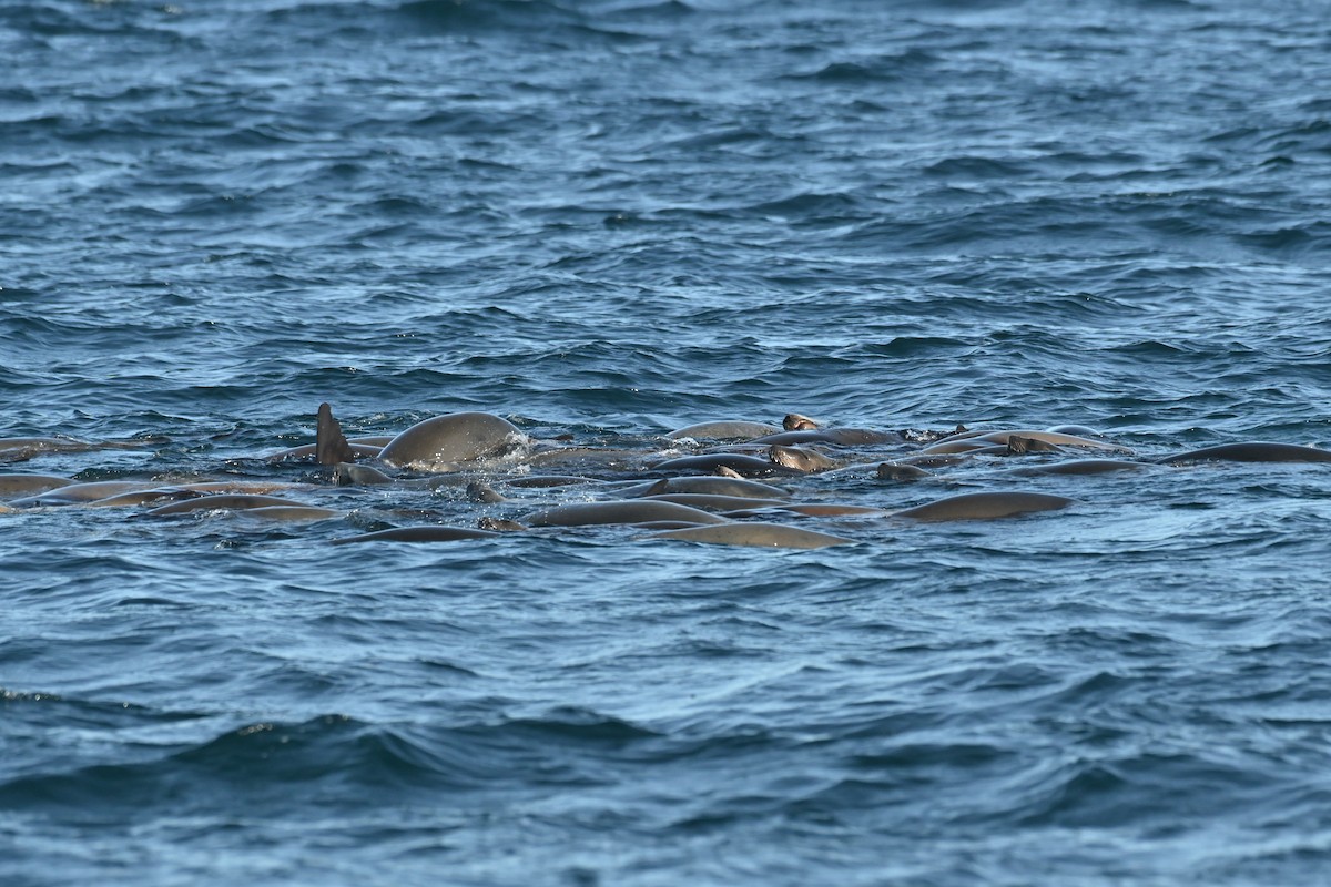 Kaliforniya Denizaslanı - ML646314605