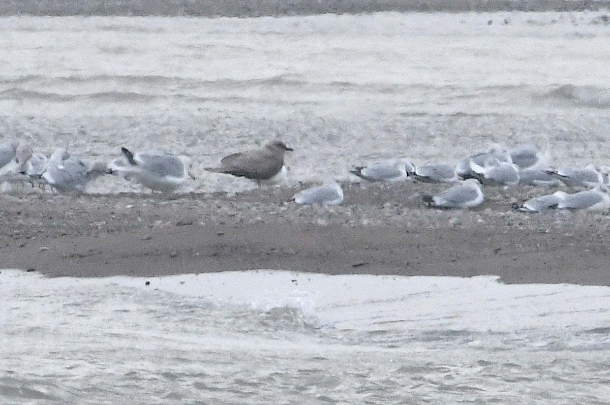 Iceland Gull - ML646314606