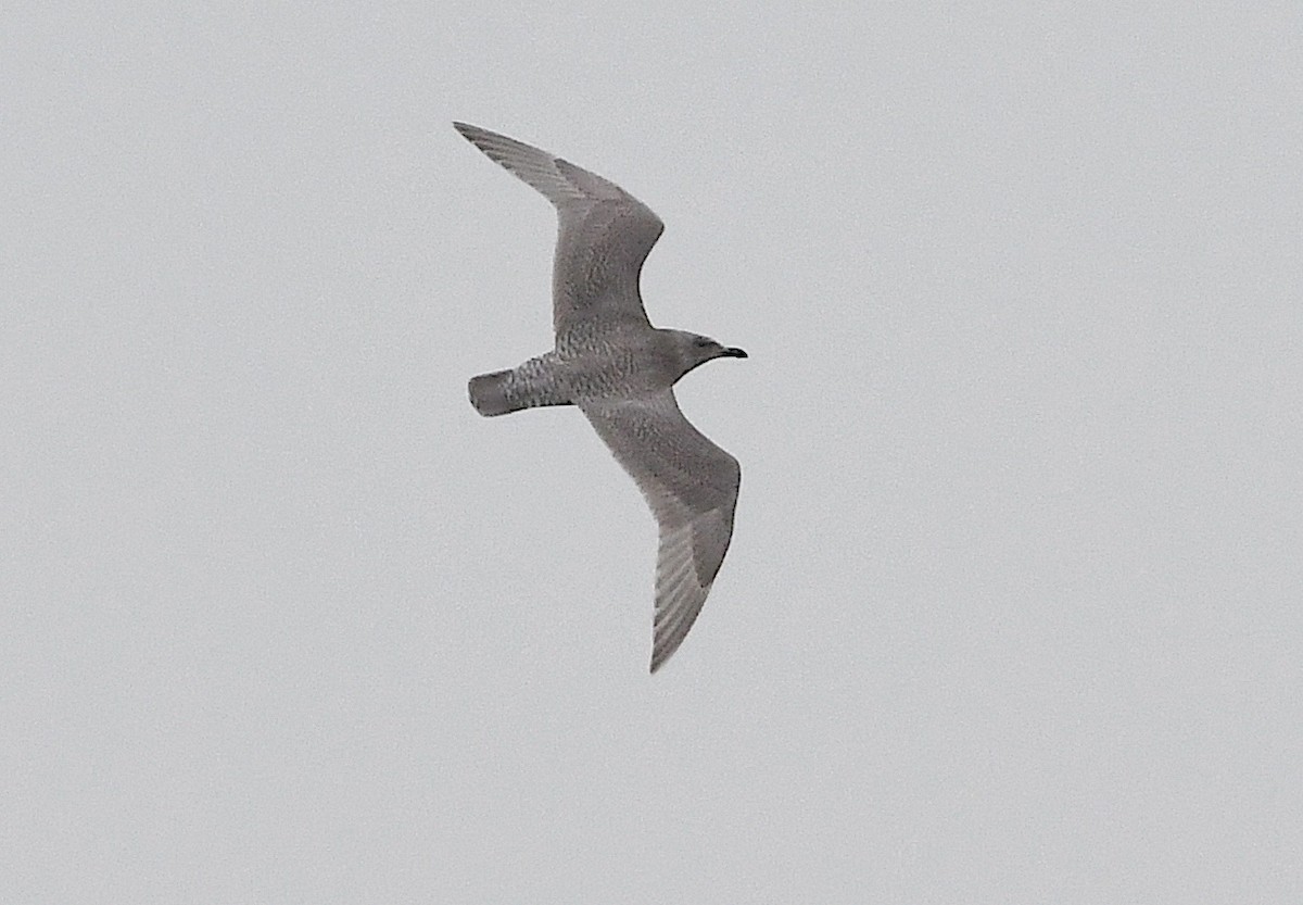 Iceland Gull - ML646314607