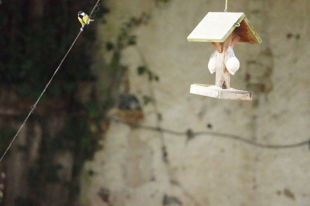 Great Tit - ML646314611