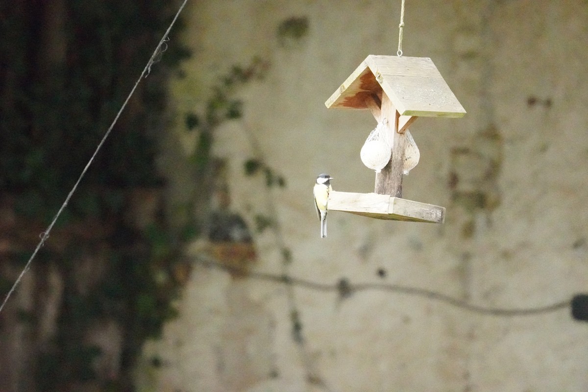 Great Tit - ML646314612