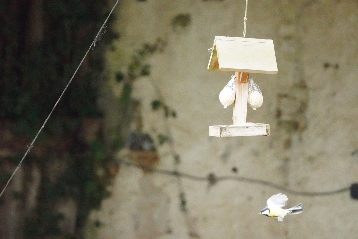 Great Tit - ML646314613