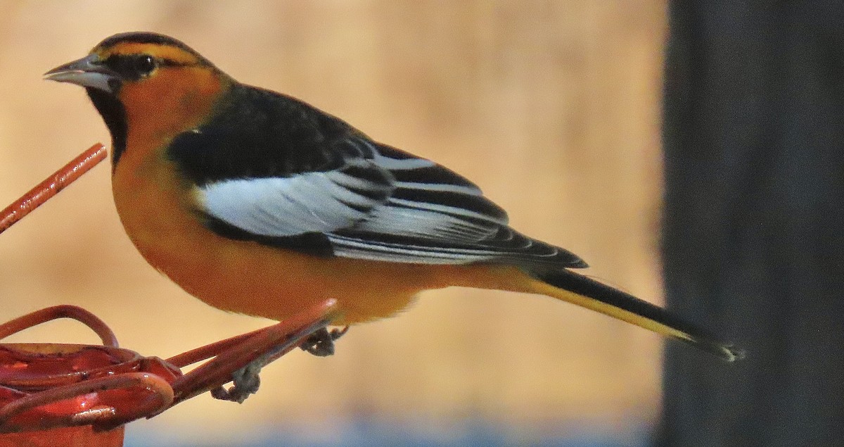 Bullock's Oriole - ML646314614