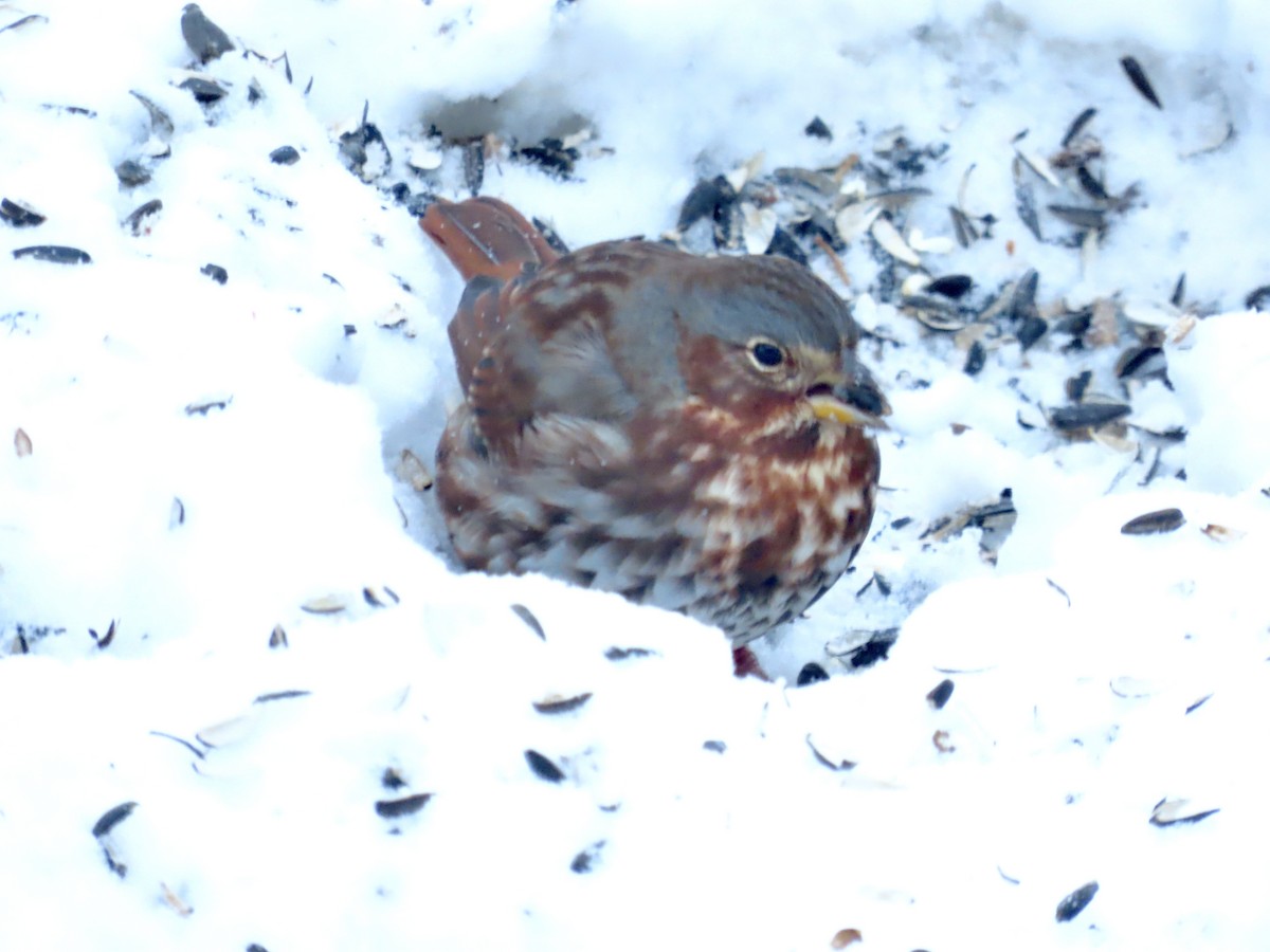Fox Sparrow - ML646314622