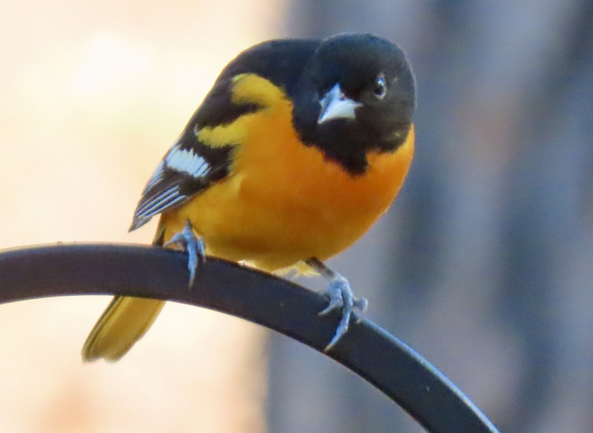 Балтиморский трупиал - ML646314624