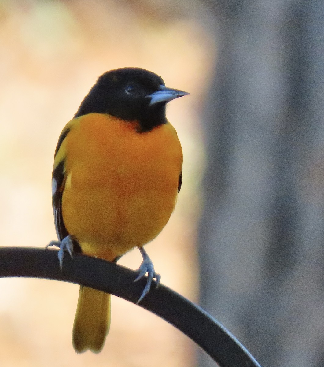 Балтиморский трупиал - ML646314625