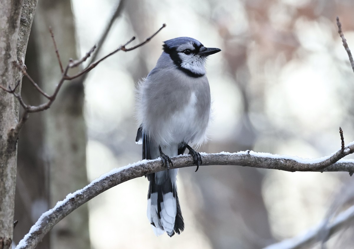 Blue Jay - ML646314626